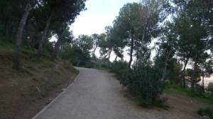 Camí a la zona boscosa del parc.