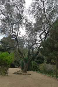 Arbre catalogat a la fondalada. 