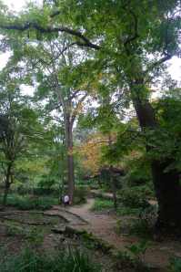 Freixe catalogat a la fondalada.