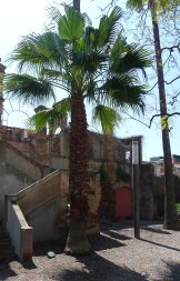 Exemplar de palmera mexicana al jardí de Can Modolell.