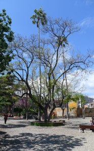 Exemplar de xicranda al jardi de Can Modolell.