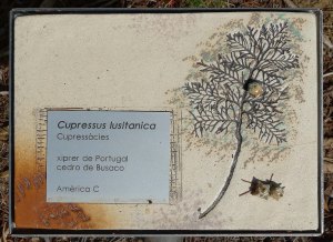 Detall de placa ceràmica amb informació sobre vegetació.