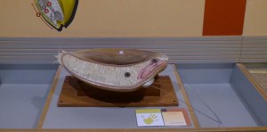 Farinera. Estructura d'un gra de blat.