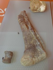 Fèmur i vèrtebres de titanosaure. Rèpliques.
