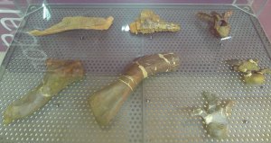 Fragments d'ossos de dinosaure. Rèpliques.
