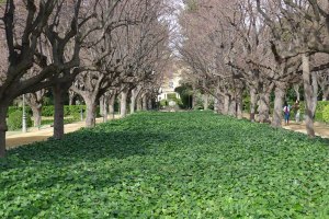 Espai central dels jardins que uneix la Diagonal amb el palau.