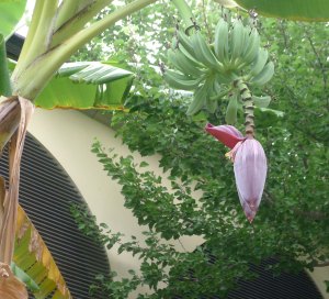 Detall d'un bananer amb plàtans.