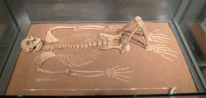 Esquelet de macaco trobat a Les Colomines.