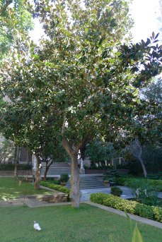 Un dels arbres del jardí.