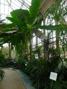 Hivernacle. Interior nau Magnòlies.