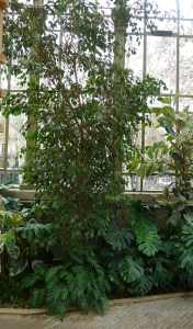 Hivernacle. Interior nau Picasso.