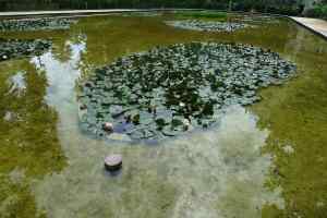 Llac oval amb nenúfars al Turó Park. Foto: JAF_SaG.